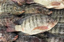 Image result for Live Tilapia Fish