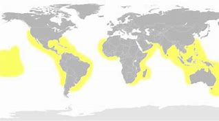 Image result for Tiger Shark Location