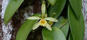 Image result for Vanilla Orchid South America