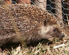 Image result for Southern African Hedgehog