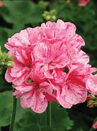 Image result for Geranium Rose Pink