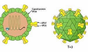 Image result for Aquareovirus