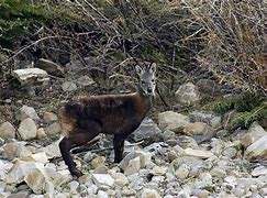 Image result for Melainaic Deer