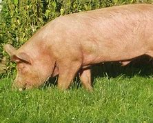 Image result for Tamworth Pig Meat