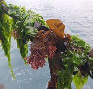 Image result for Taranaki Seaweed Species