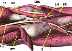 Image result for Pin Nerve Function