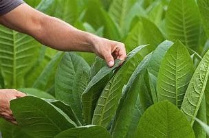 Image result for Tobacco Leaf with Plume