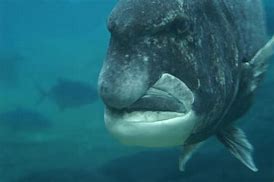 Image result for Ugly Giant Fish