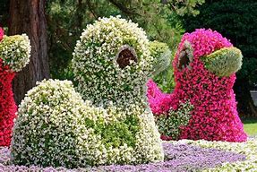 Image result for Mainau Flowers