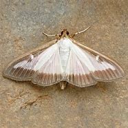 Image result for Box Hedge Moth Treatment