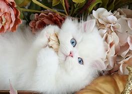 Image result for White Persian Kitten