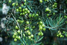 Image result for Olive Tree Aerial View