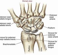 Image result for Dorsal Aspect Wrist