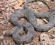 Image result for Alabama Snakes