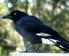 Image result for Bird Toobs with Crows