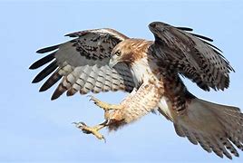 Image result for Hawk WWF