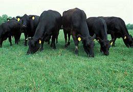 Image result for Angus Cattle