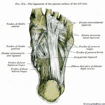 Image result for Intertarsal Articulations