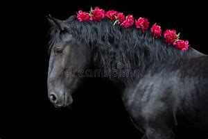 Image result for Horse with Flowers in Mane