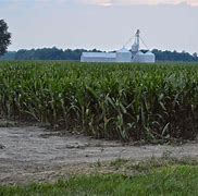 Image result for Hybrid Corn Seed