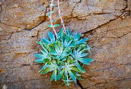 Image result for Dudleya San Diego