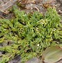 Image result for Taranaki Seaweed Species