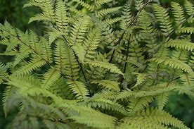 Image result for Athyrium Vidalii