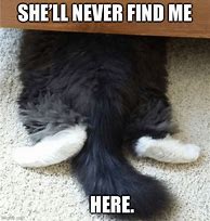 Image result for Angry Cat Hiding Meme