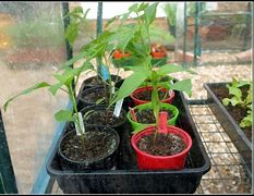 Image result for Chilli Plantation