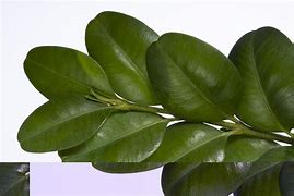 Image result for Boxwood Buxus Sempervirens