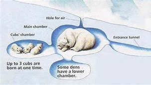 Image result for Polar Bear Life Cycle