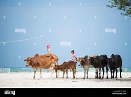 Image result for Cows in Zanzibar