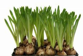 Image result for Summer Flowering Bulbs