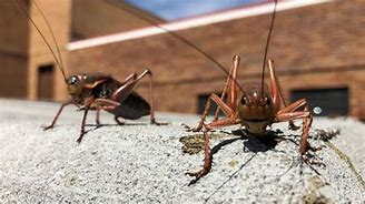 Image result for Mormon Crickets Elko