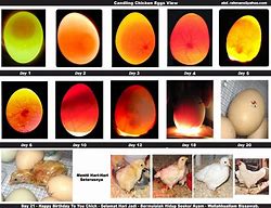 Image result for Serama Chicken Egg Candling Chart