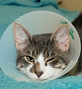 Image result for Cat in Cone