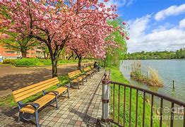 Image result for Ueno Park Hanami