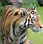 Image result for Marwell Zoo