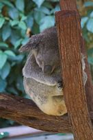 Image result for Koala Bear Sleep