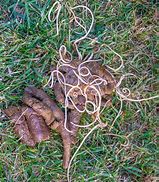 Image result for Round Worms in Chicken Poop