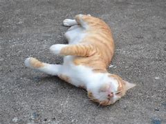 Image result for Adult Cat Laying Down