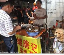 Image result for Dog Meat Market in China