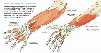 Image result for Index Finger Parts