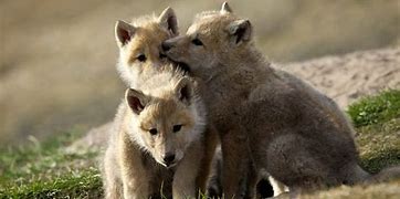 Image result for Snow Wolf Pups