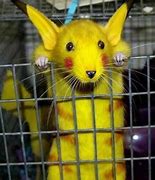 Image result for Real Life Pikachu Animal