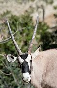 Image result for Scimitar-Horned Oryx Whipsnade