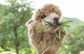 Image result for Alpaca Diet