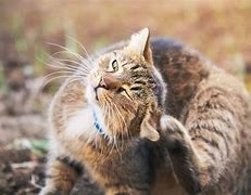 Image result for Cat Buzzed Head