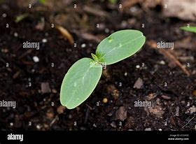 Image result for Cotyledon Seed Leaf