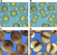 Image result for Embryonic Cell Division